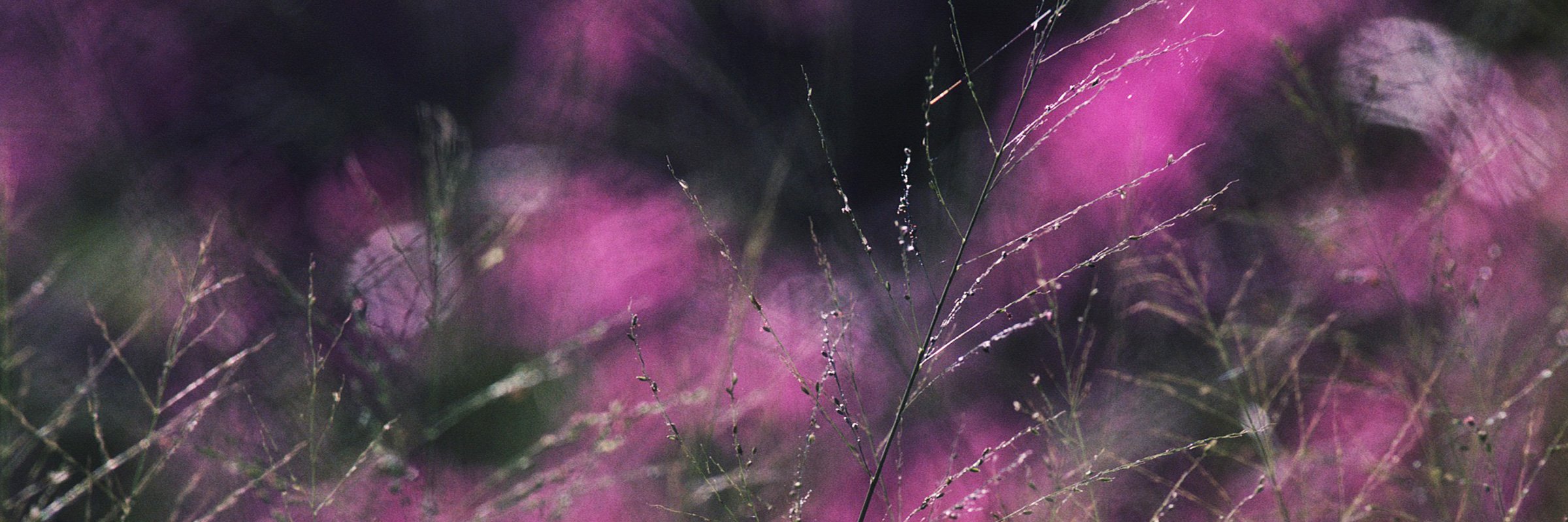 Motion — purple grass in movement