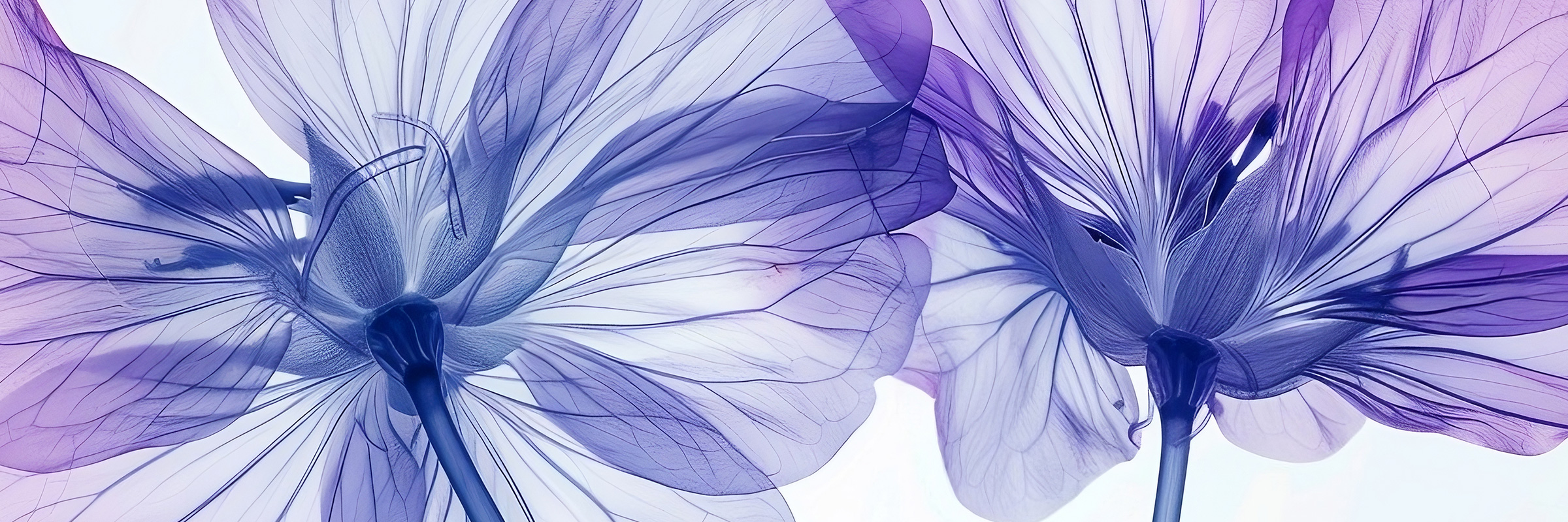 Smell — x-ray flower petals
