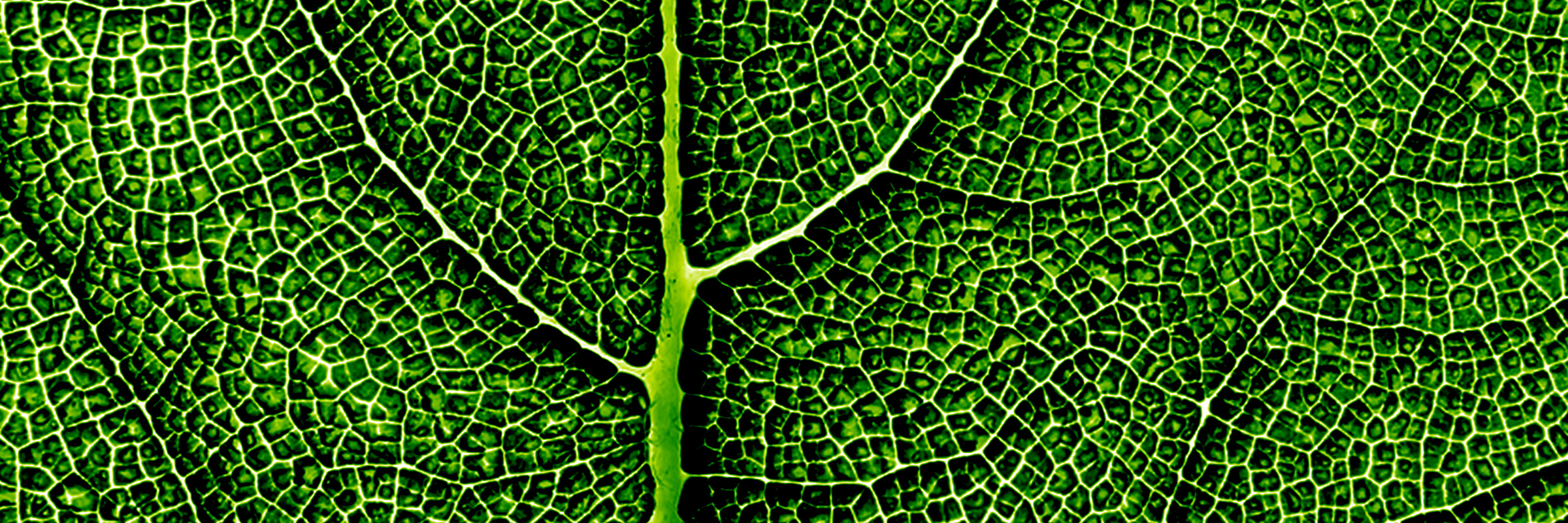 Texture — leaf veins